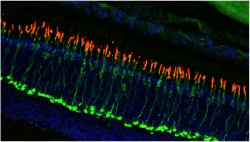 This image of a mouse retina shows the location and number of cone photoreceptors. The green color indicates the presence of cone cell bodies and synaptic terminals, while the red color shows light-sensitive cone outer segments.