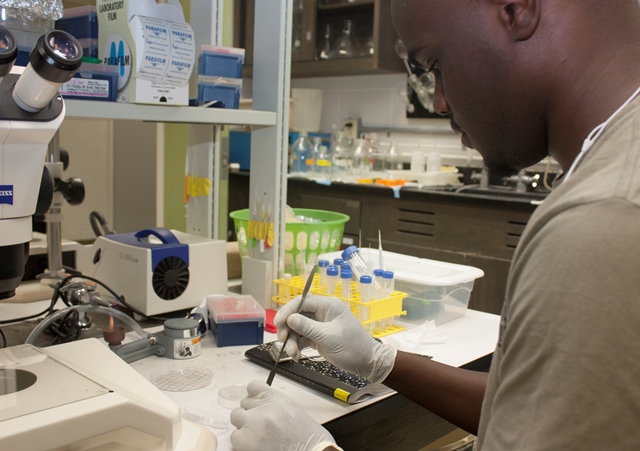 Genetics and Genomics graduate student Keon Wimberly conducts research in the lab of Keith Choe